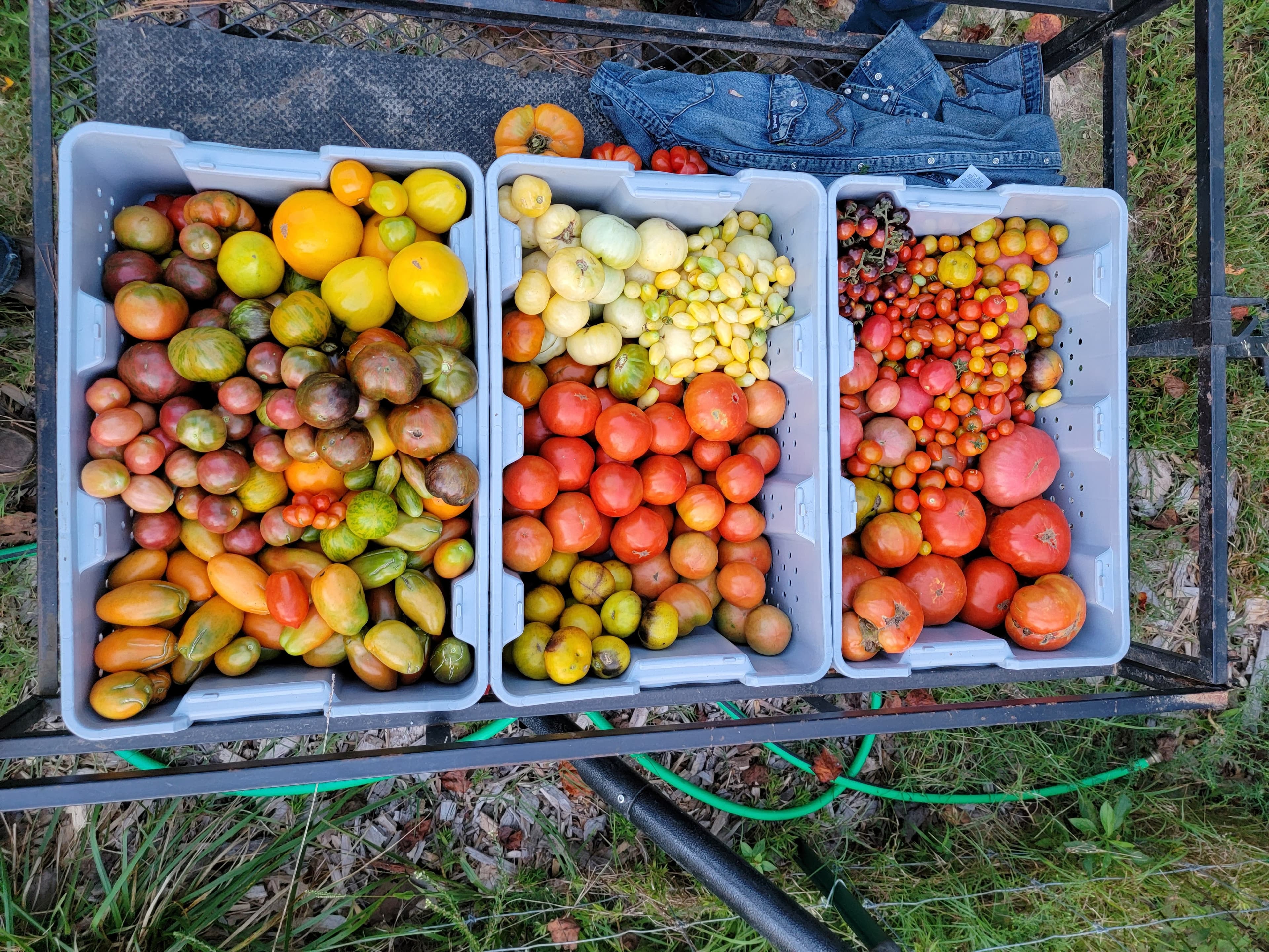 Storey's in the Dirt Farm - Heritage Tomato Harvest