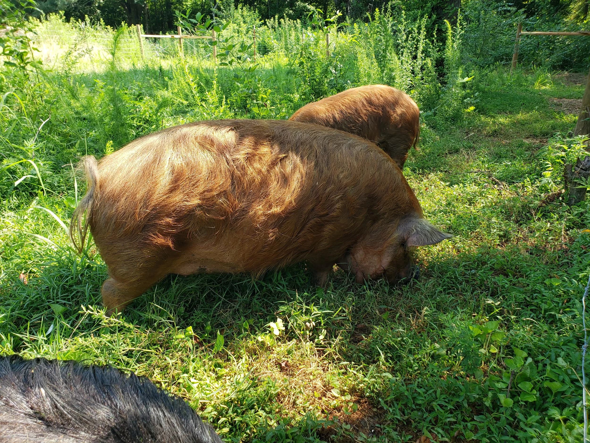 Ginger Bread - Photo 1