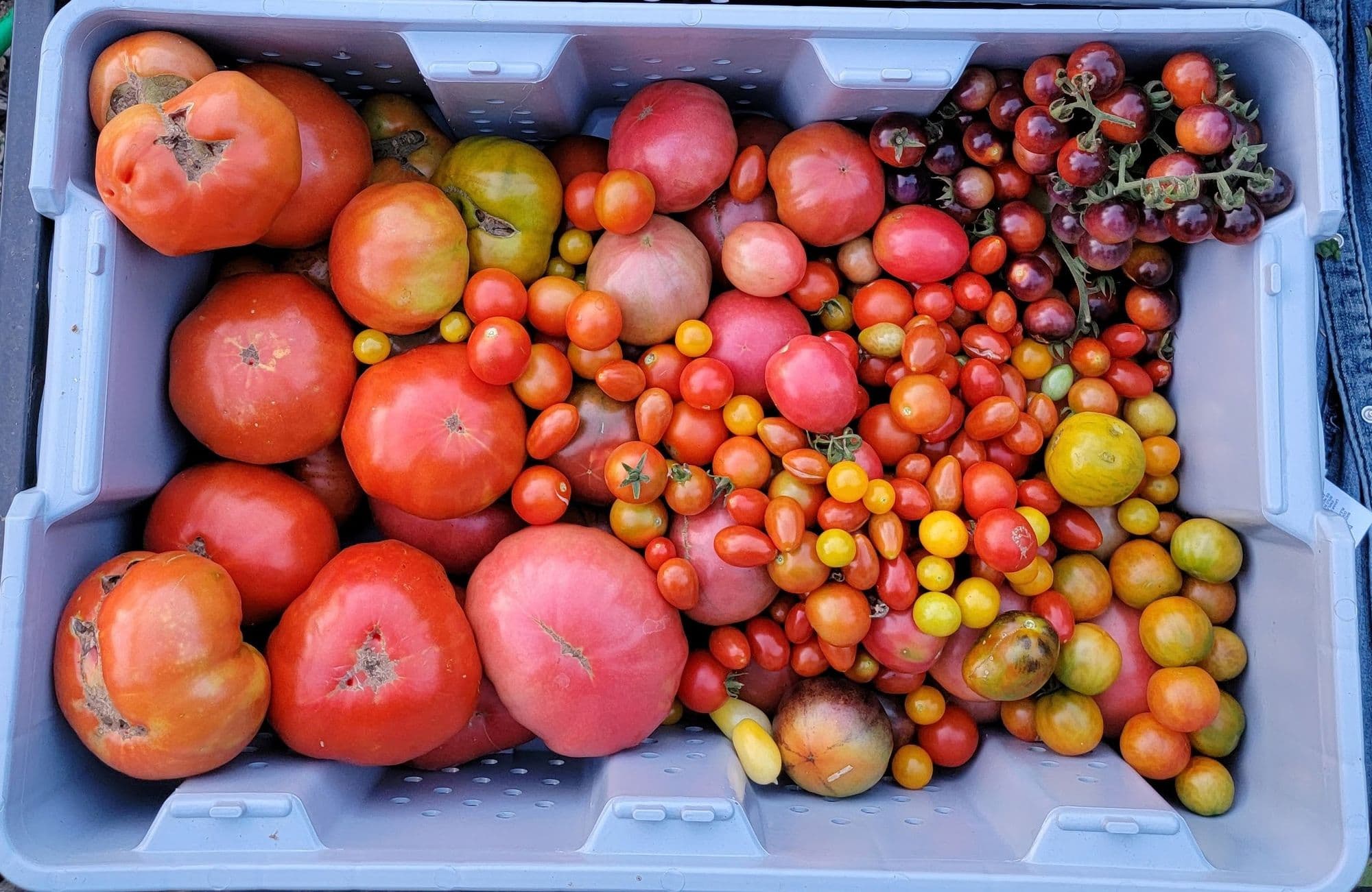 Liebig's Agricultural Chemistry