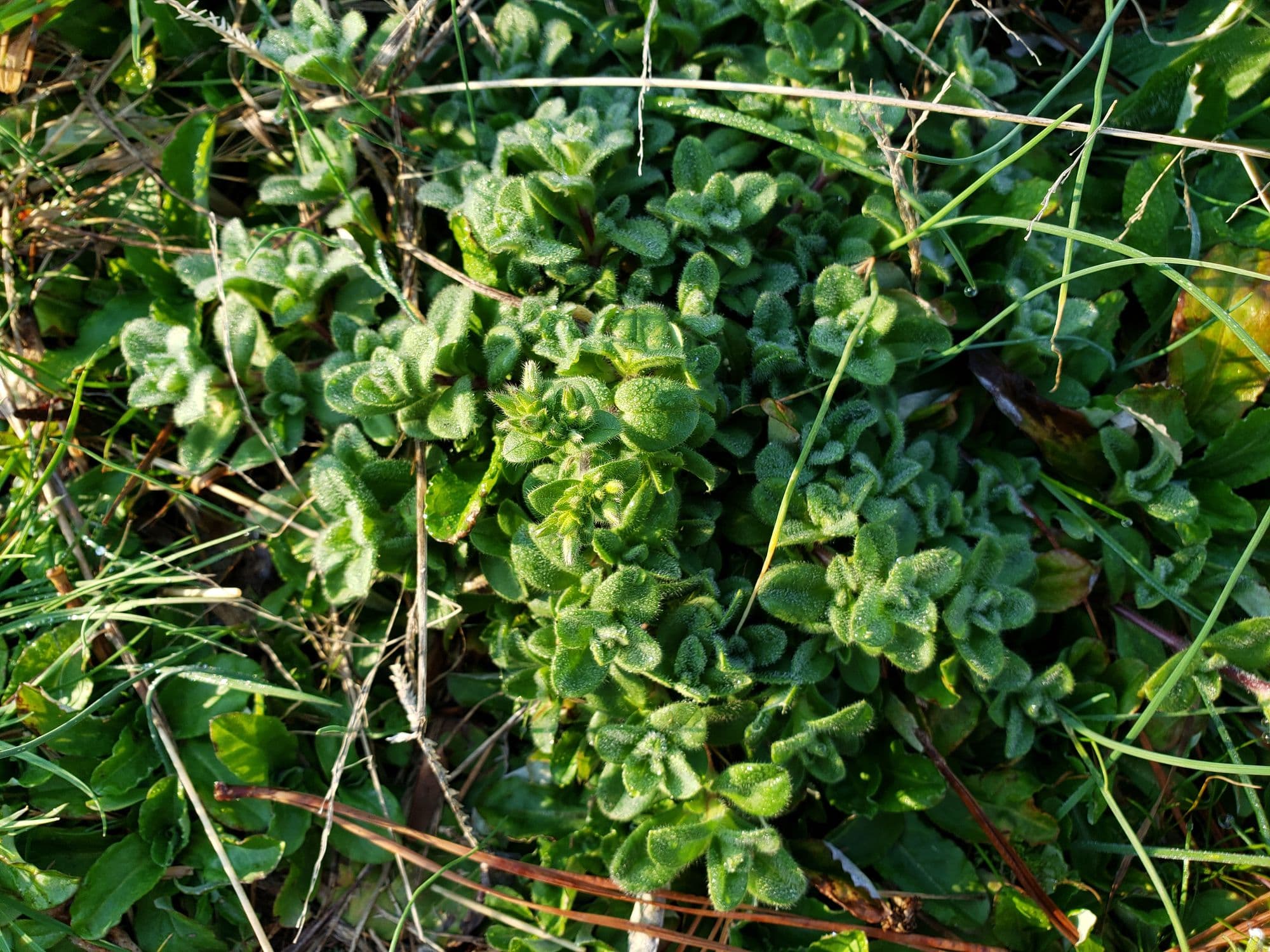 CHNOPS: Building Blocks of Life