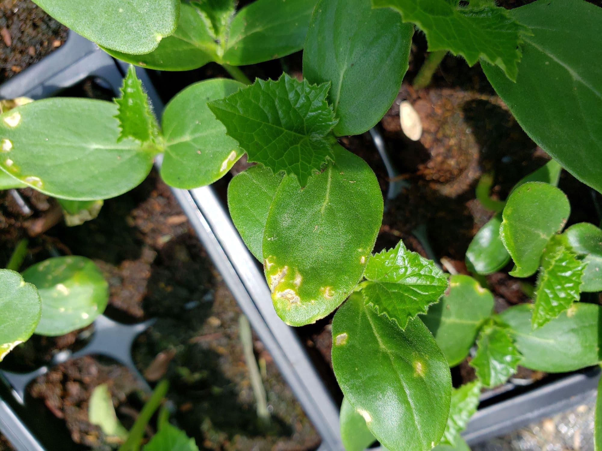 Nitrogen's Role in Plant Growth