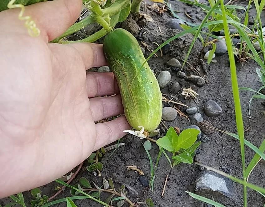 Infectious (Septic) Arthritis