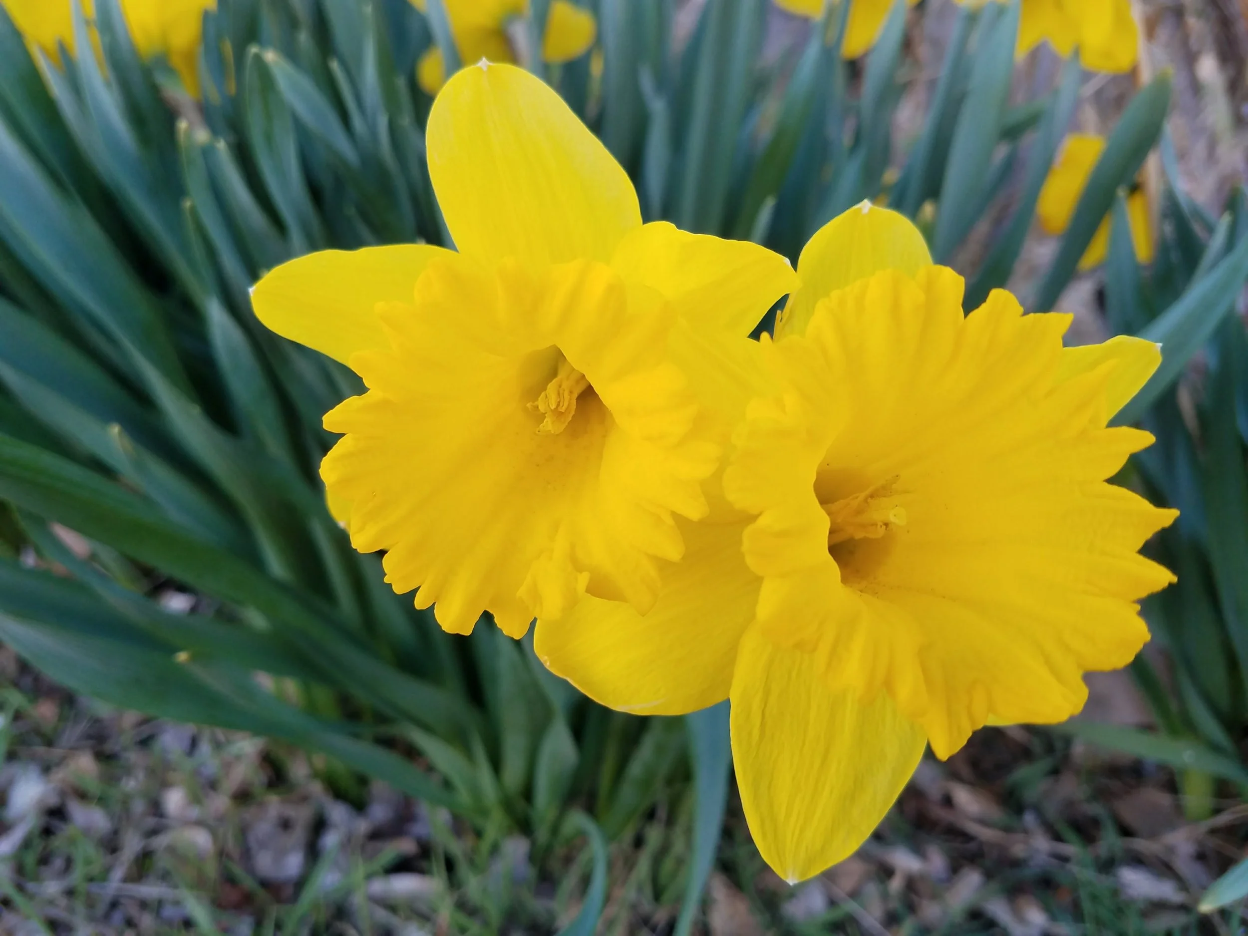 Getting Enough Vitamin C on a Carnivore Diet