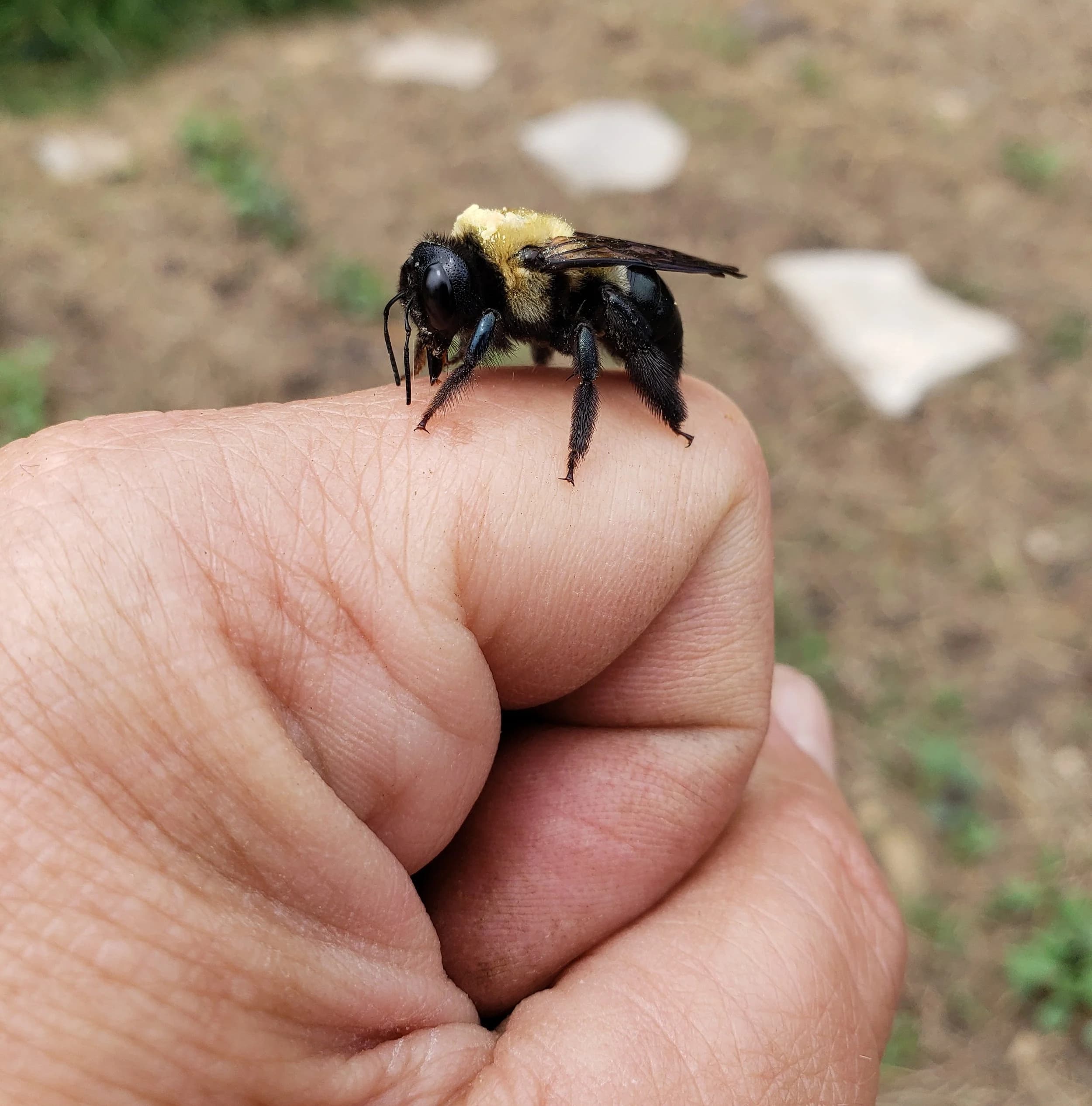 Autoimmune-Driven Arthritis