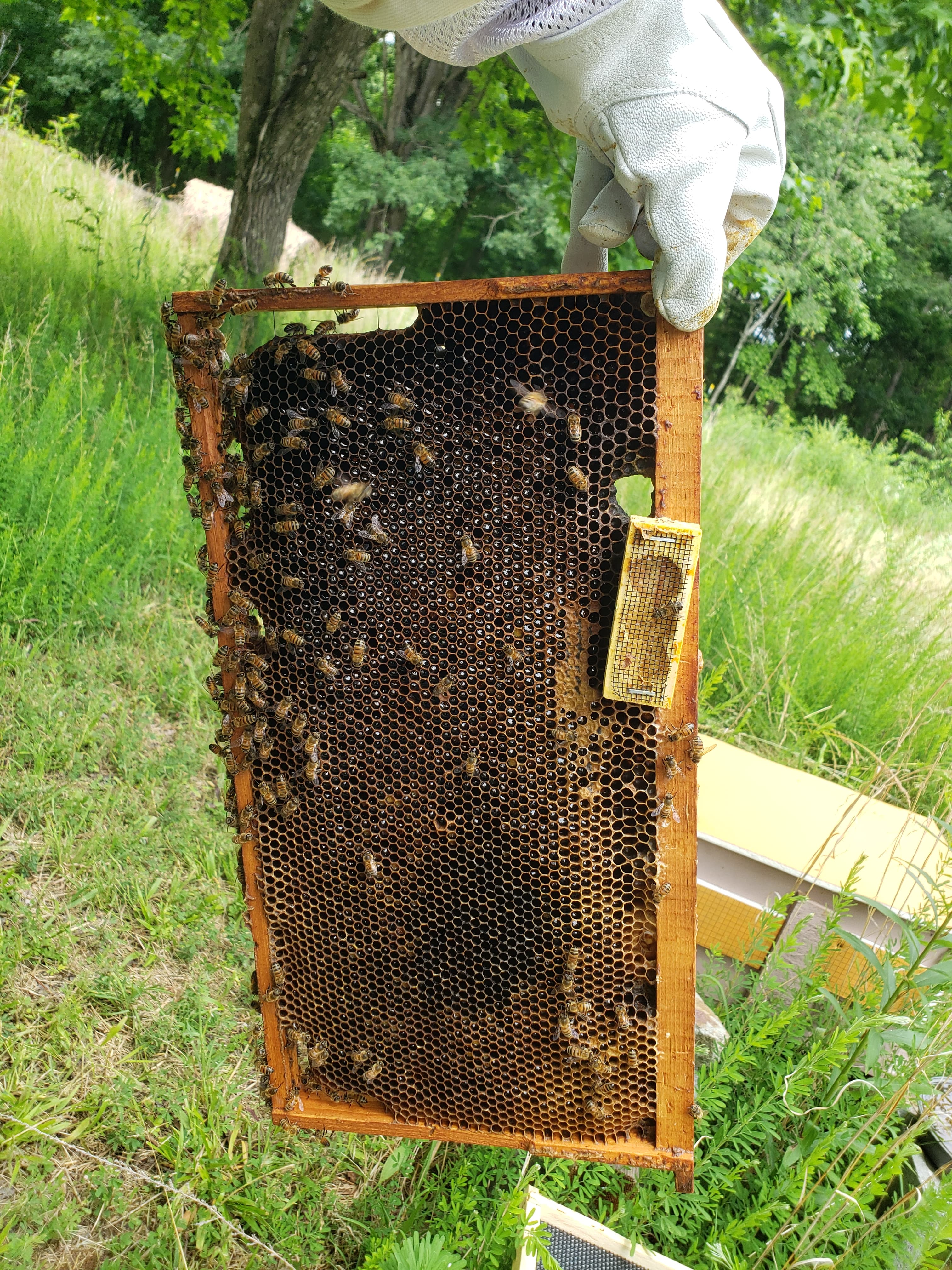 Myths and Misnomers: Apiculture Myth #7