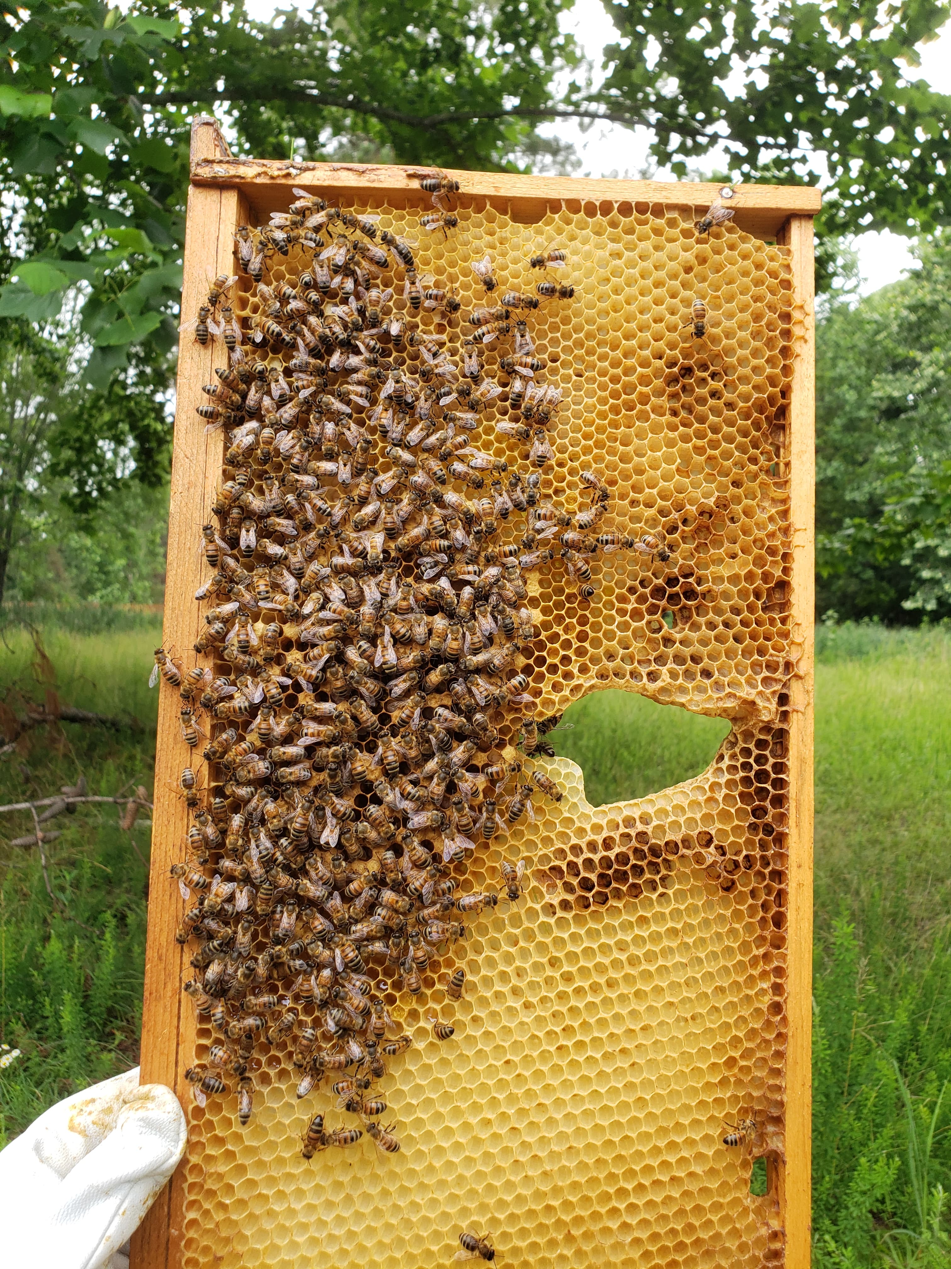 Myths and Misnomers: Apiculture Myth #2