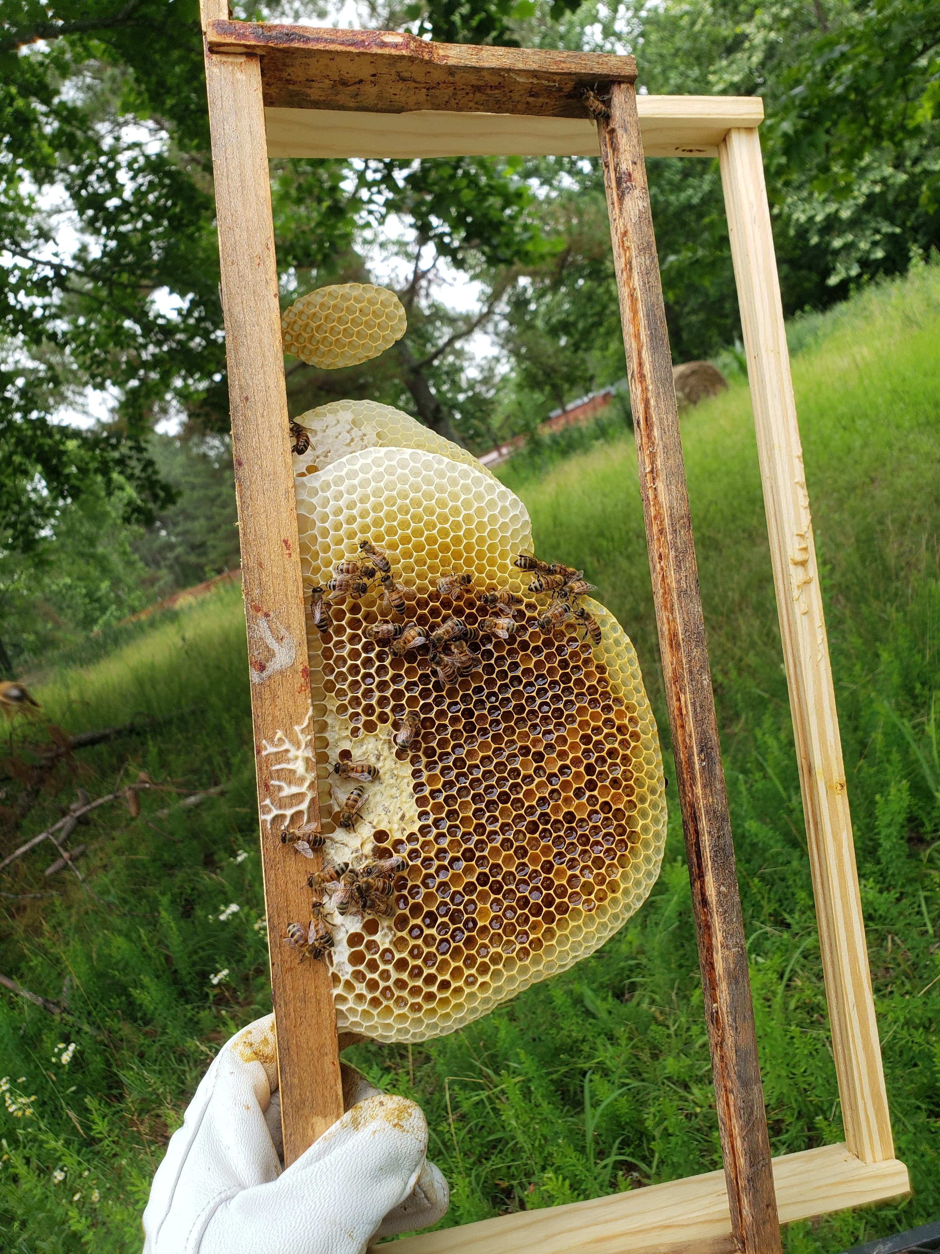 Myths and Misnomers: Apiculture Myth #8