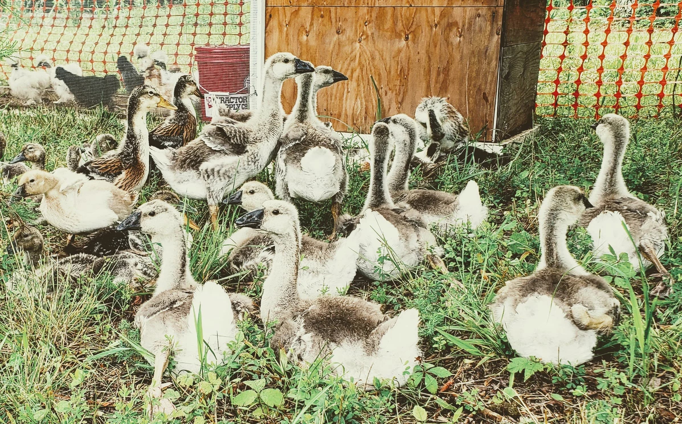 Waterfowl Nutrient Supplements