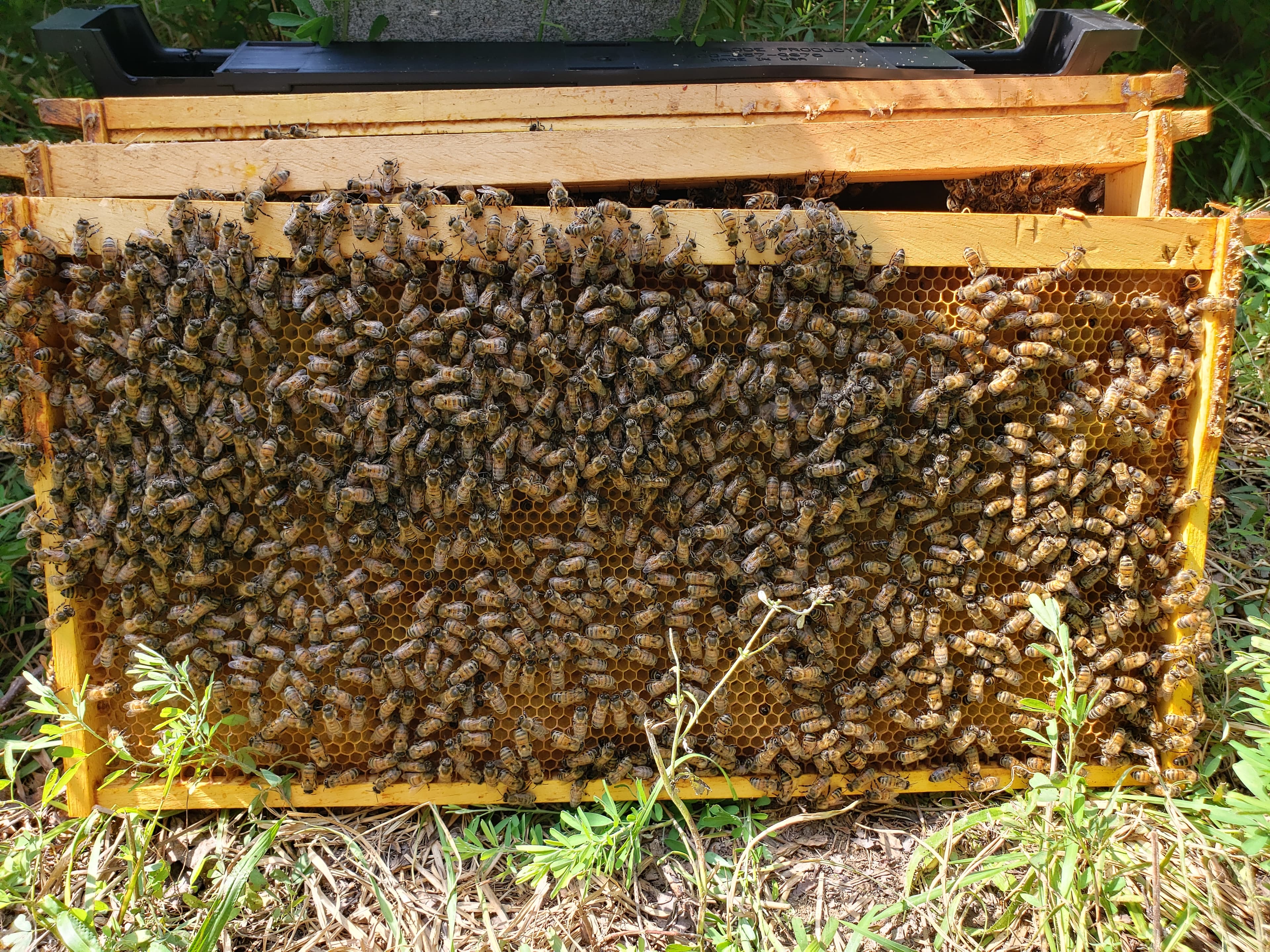 Beehive Immunity and Biome