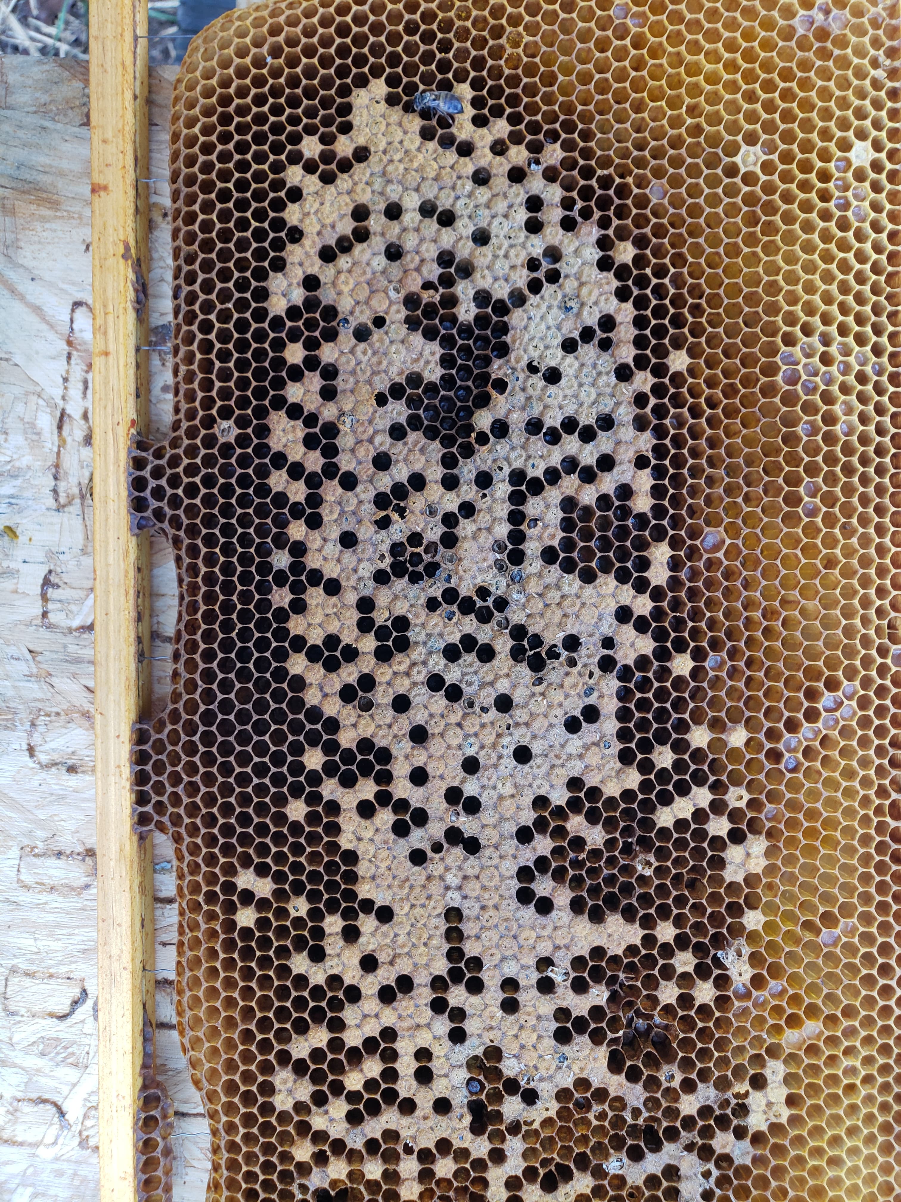 Myths and Misnomers: Apiculture Myth #9