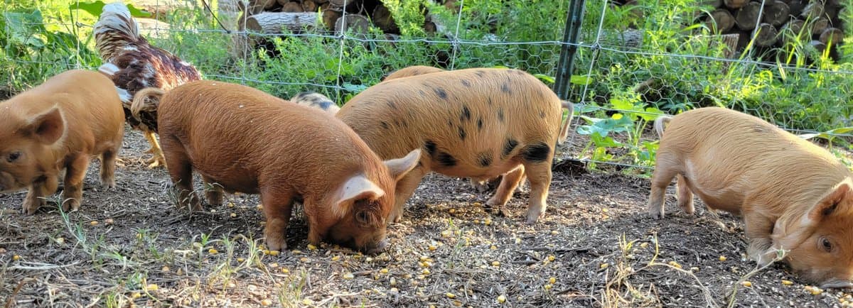 KuneKune Pigs: The Friendly, Low-Maintenance Pasture Pig