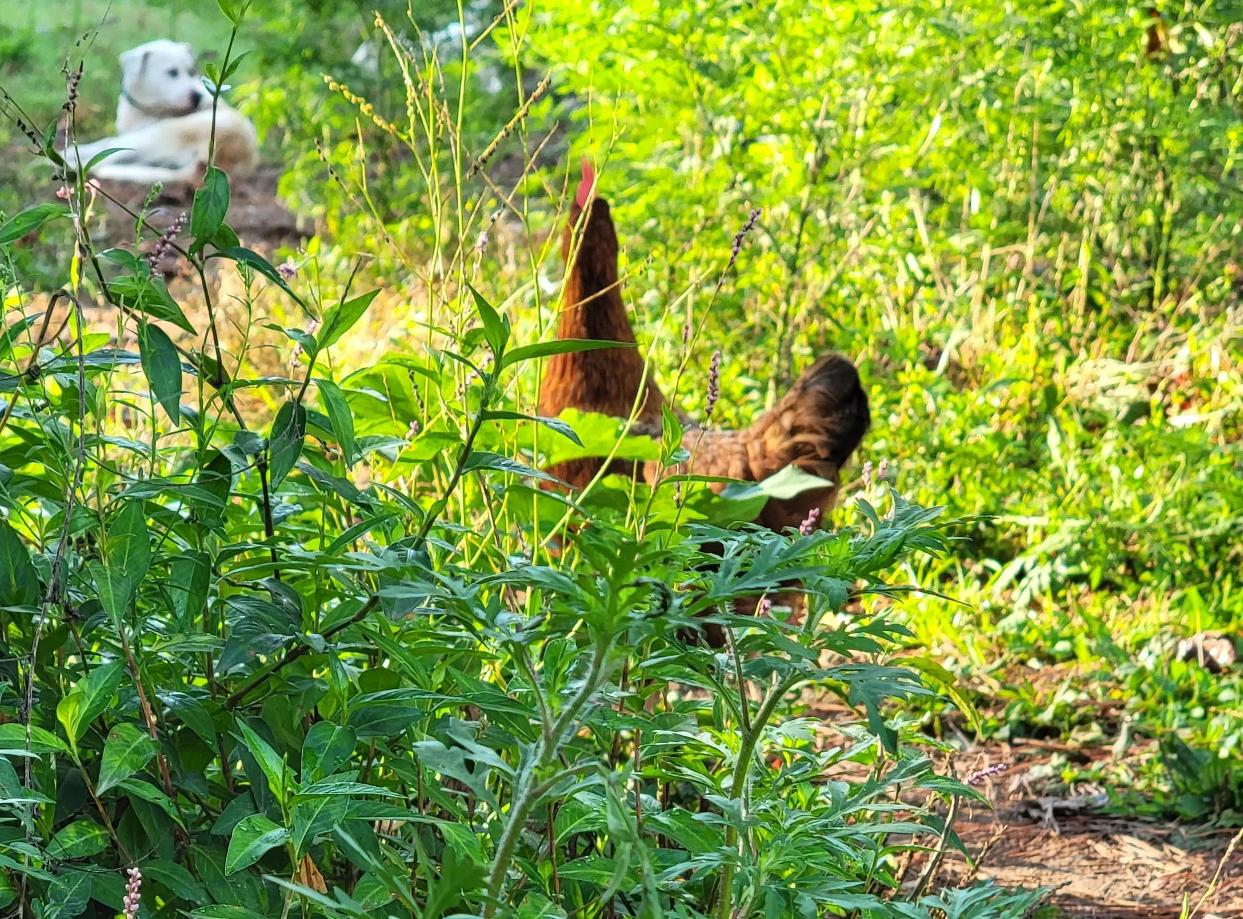 Regenerative Agriculture and Small Farms