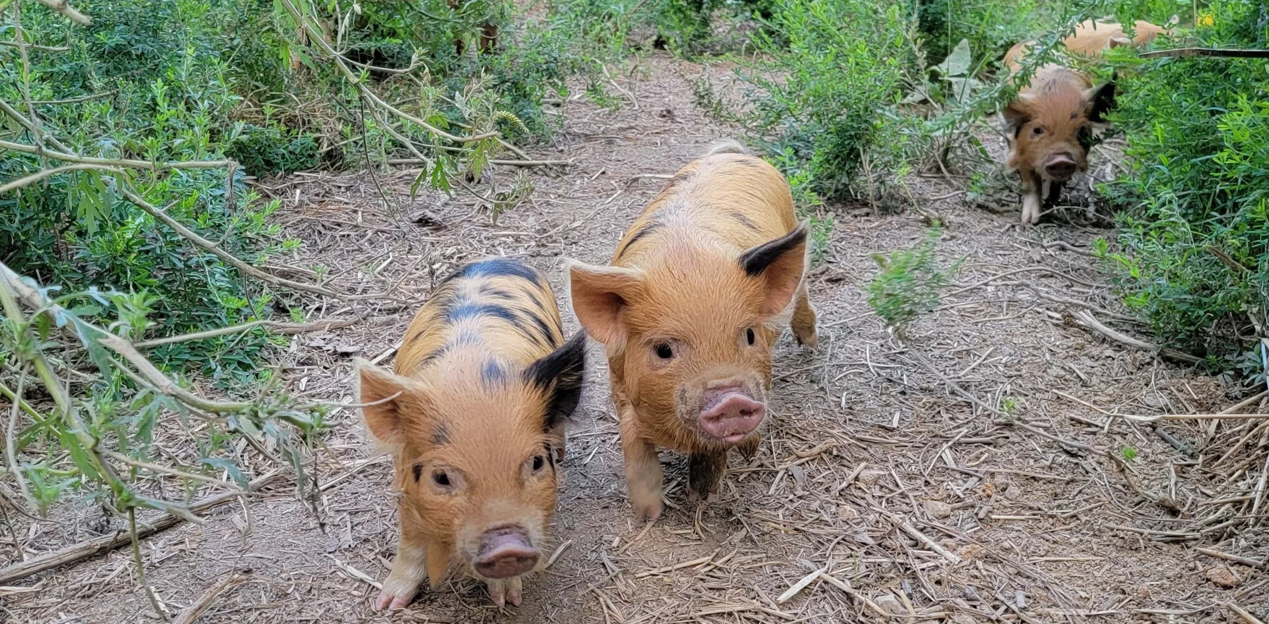 Alternative Ways to Sell Pasture-Raised Pork