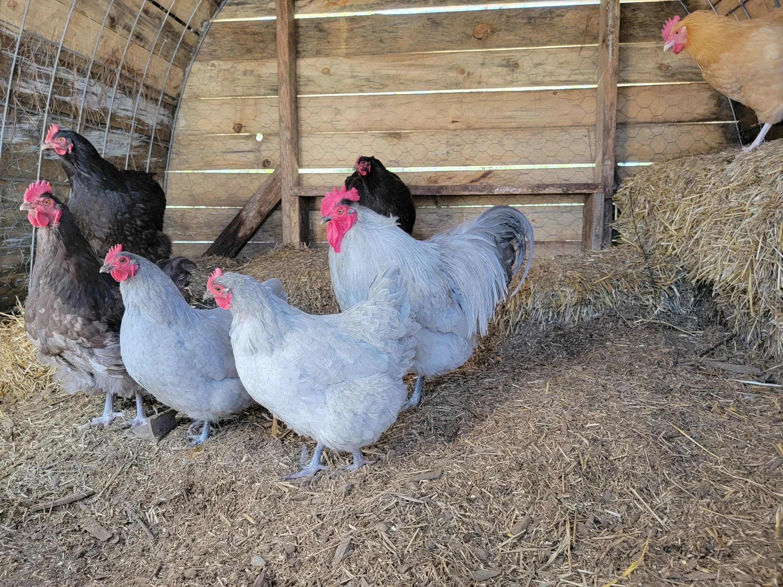 Healthy Chickens, Naturally