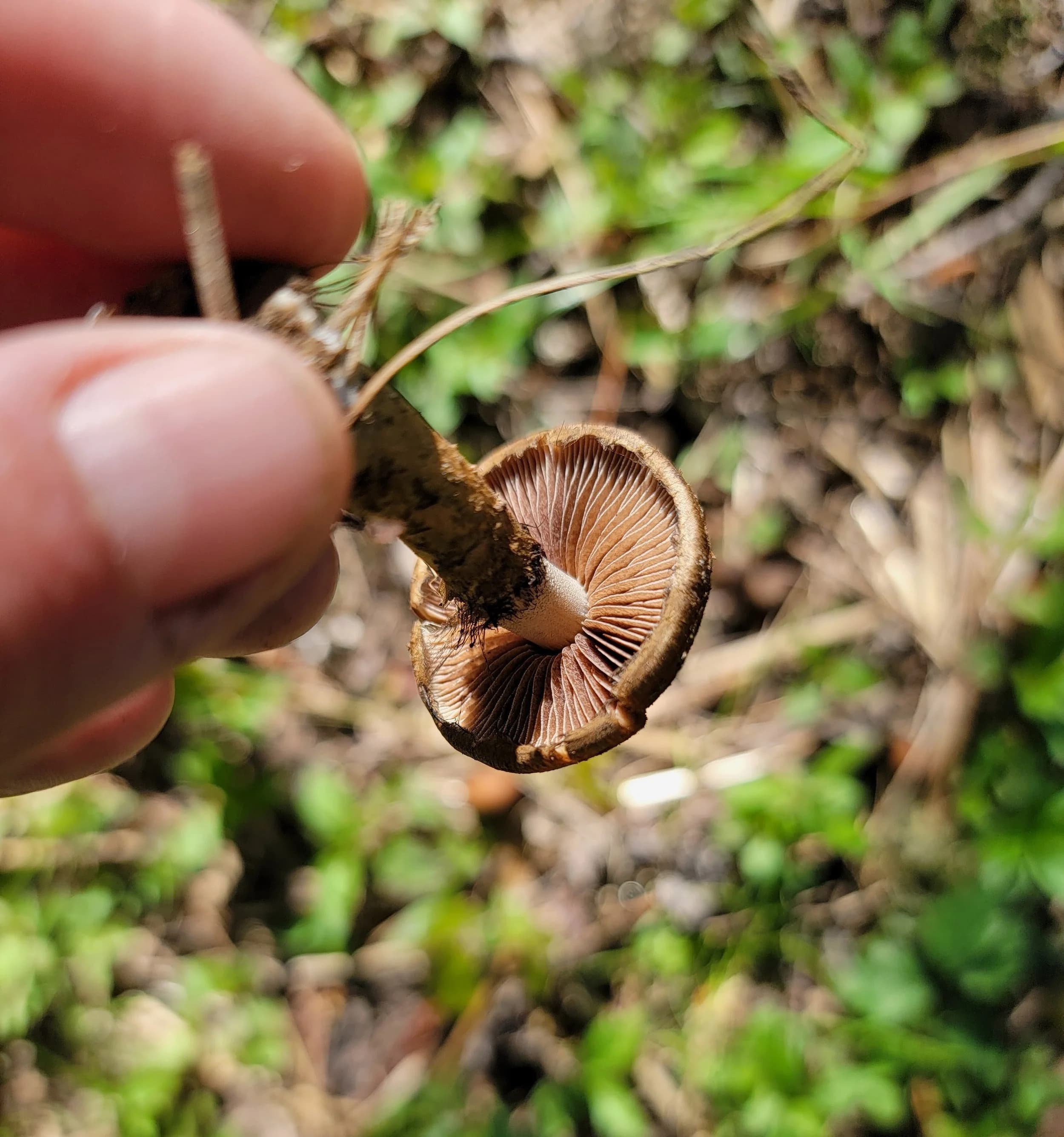 Understanding Arthritic Pain