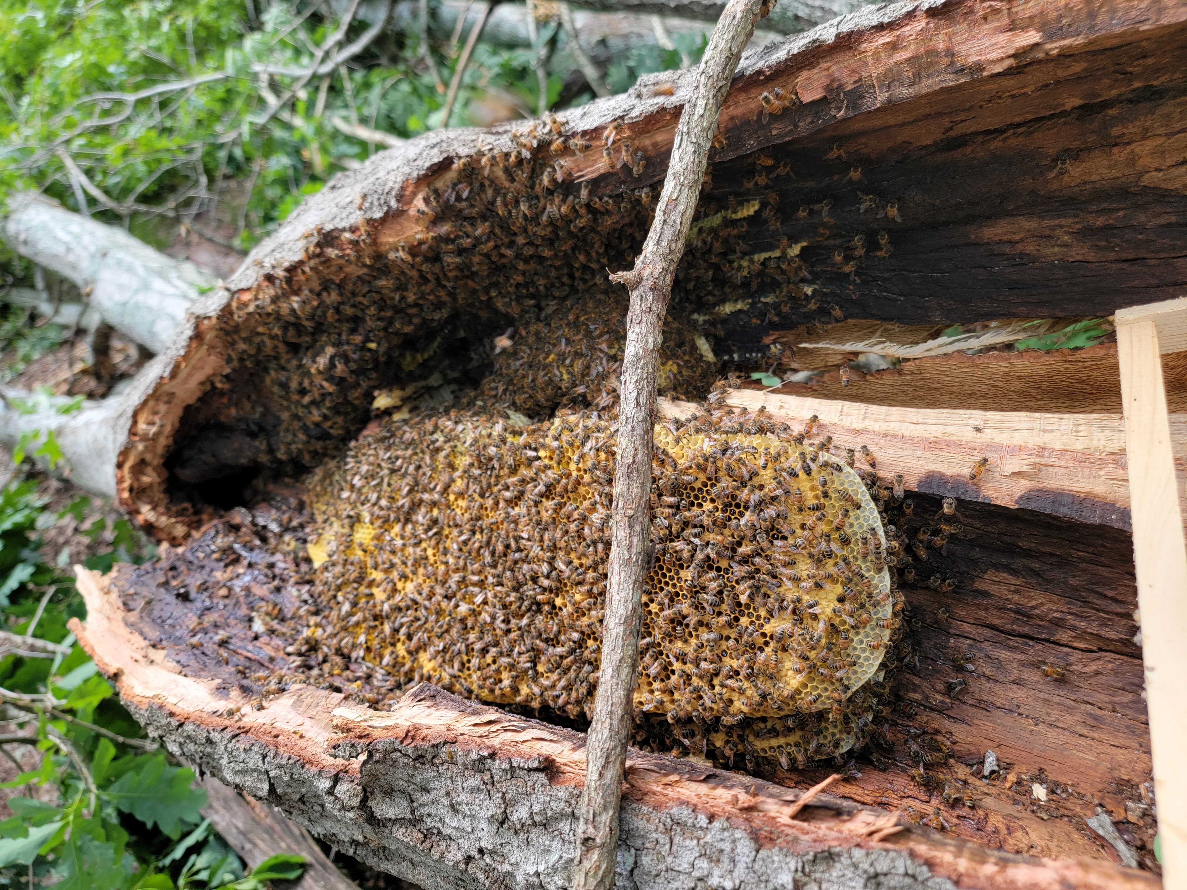 Myths and Misnomers in Beekeeping