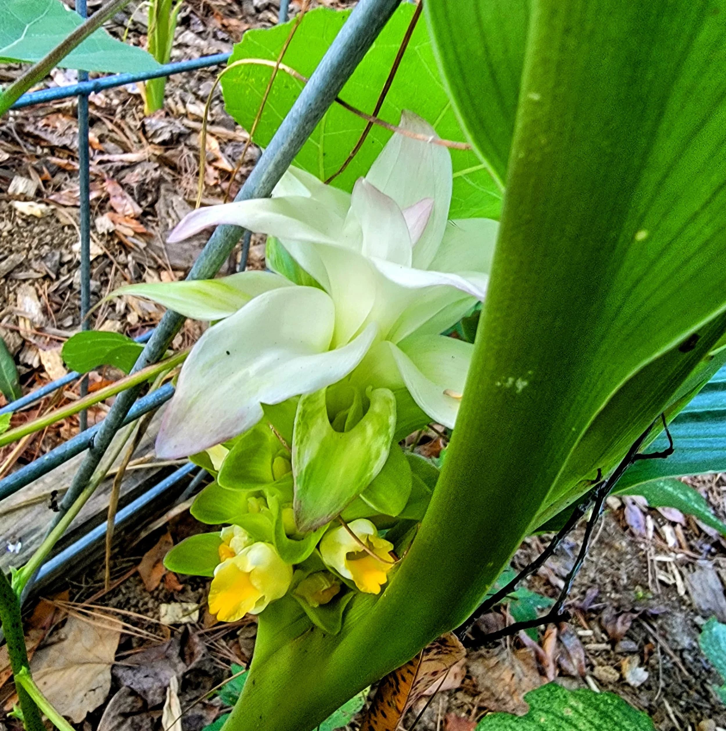 Caring for Your Liver