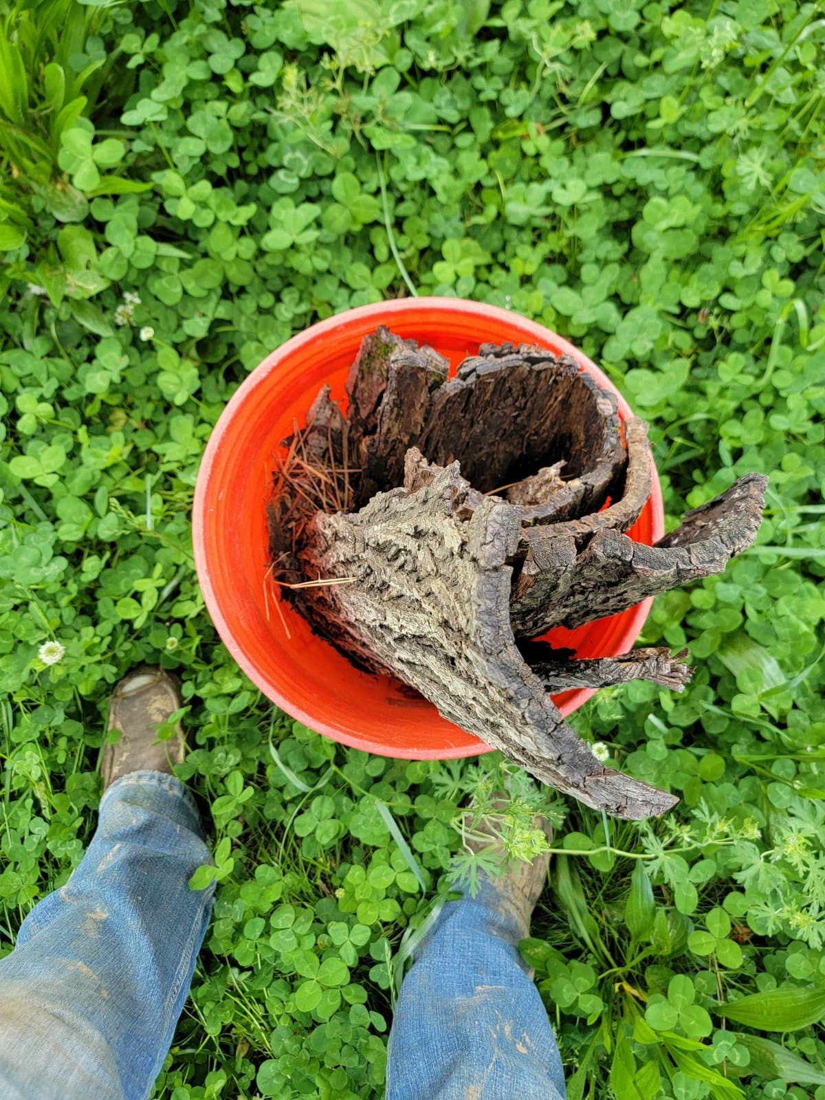 Local Harvesting Worms