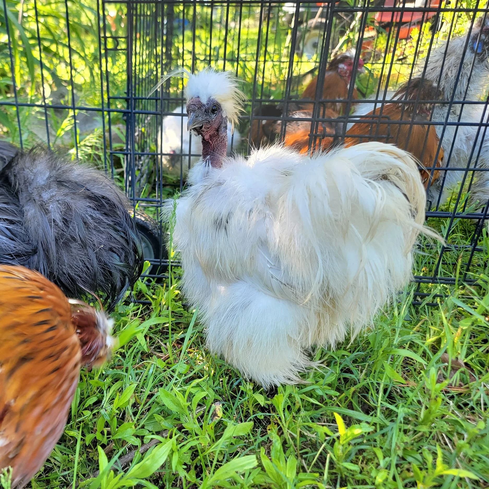 How to Buy or Raise Silkies