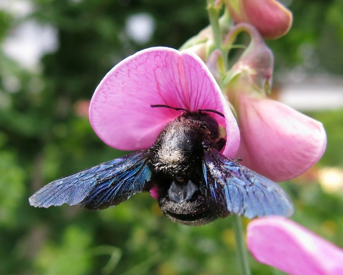 First Spring Vegetables: Planting Spinach and Peas