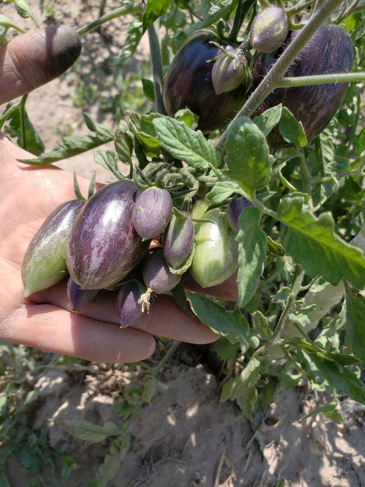 Let’s Fall for the Garden again!