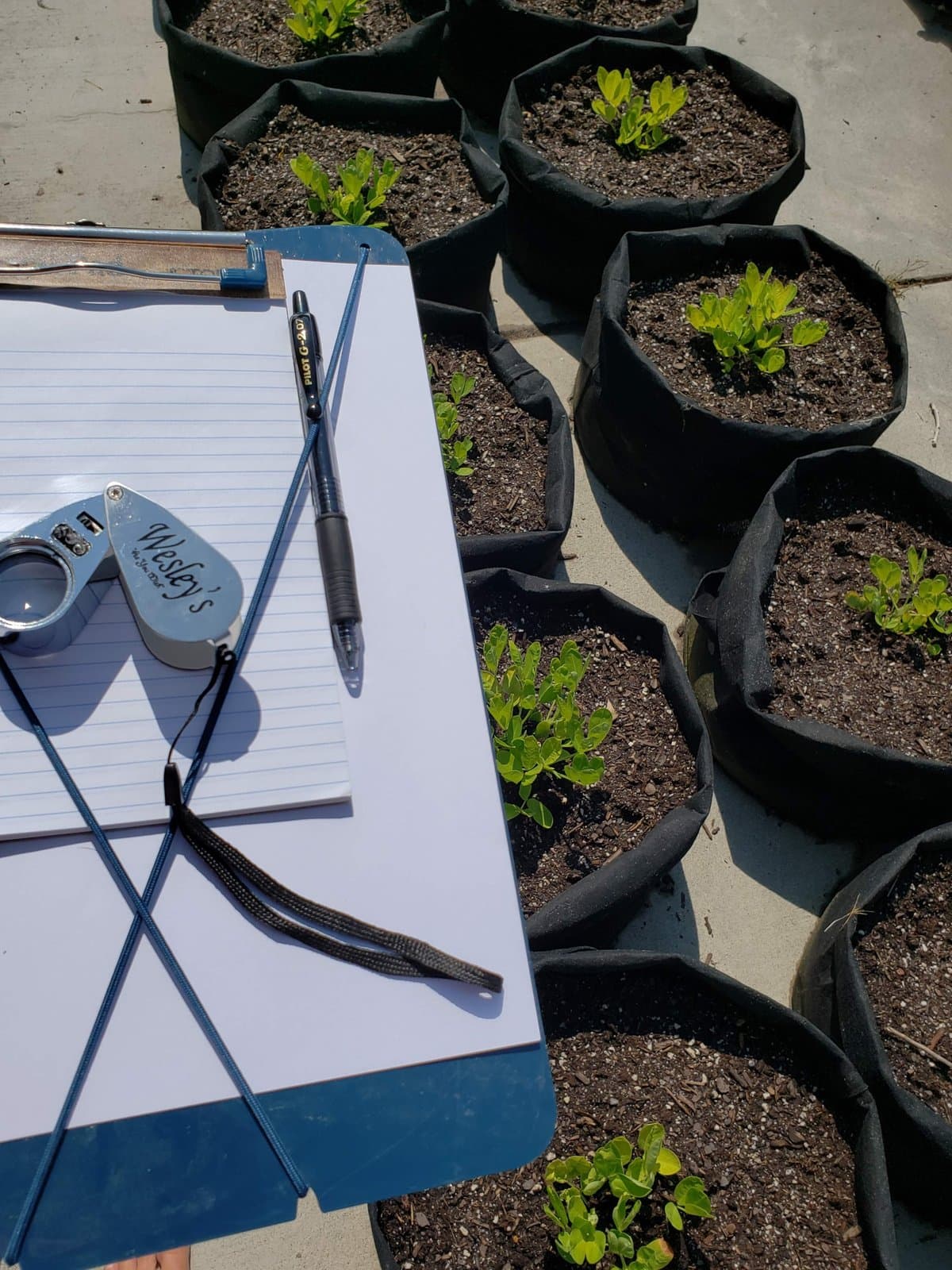 Yikes! Are those bad bugs in my garden?