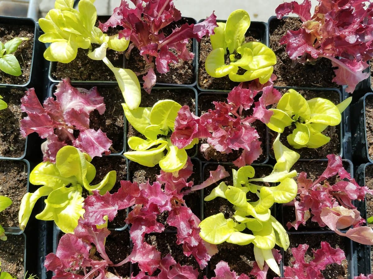 Sweet, Crisp, Colorful Lettuce!