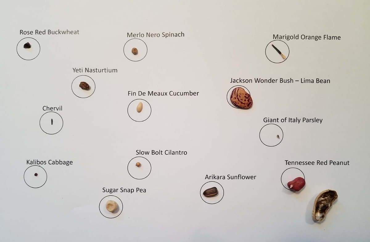 Watching baby plants grow up!