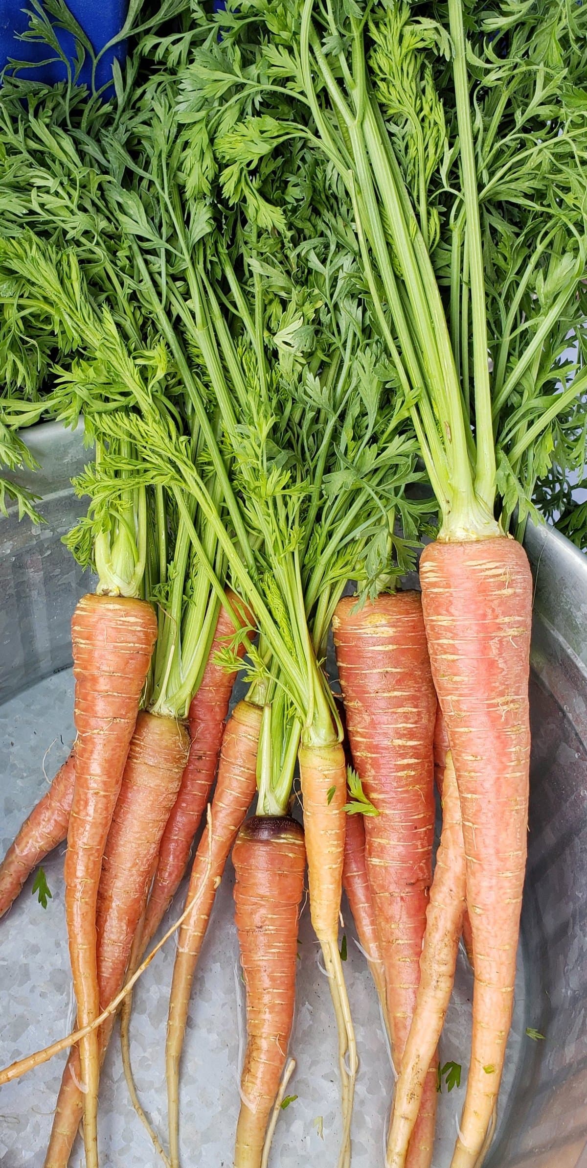 Sweet, Crispy, Crunchy Carrots!