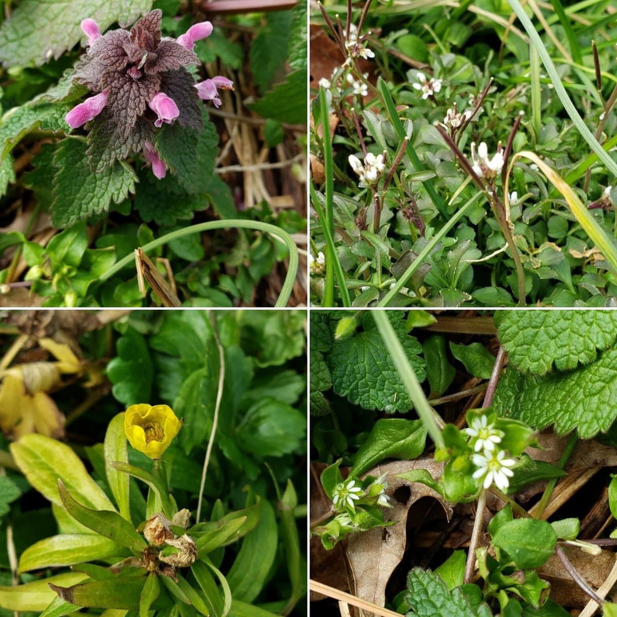 First Spring Flowers: Native Wildflowers and Foraging