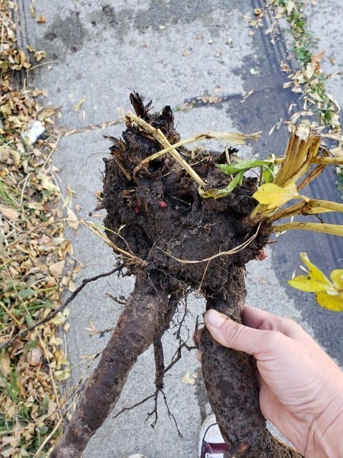 Garden’s Hidden Treasure – Storing Tubers.