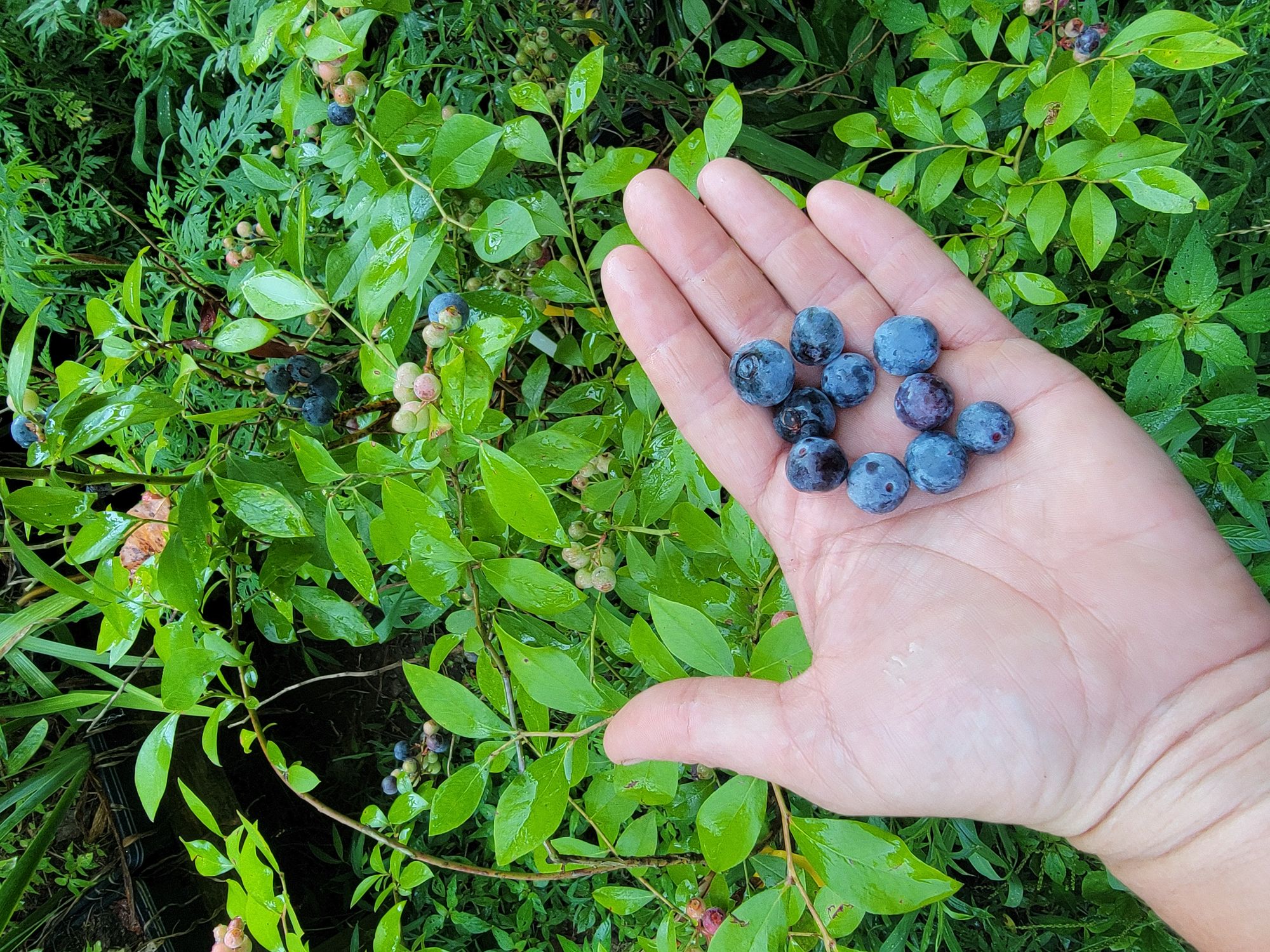 Sørensen's pH Scale and Agriculture