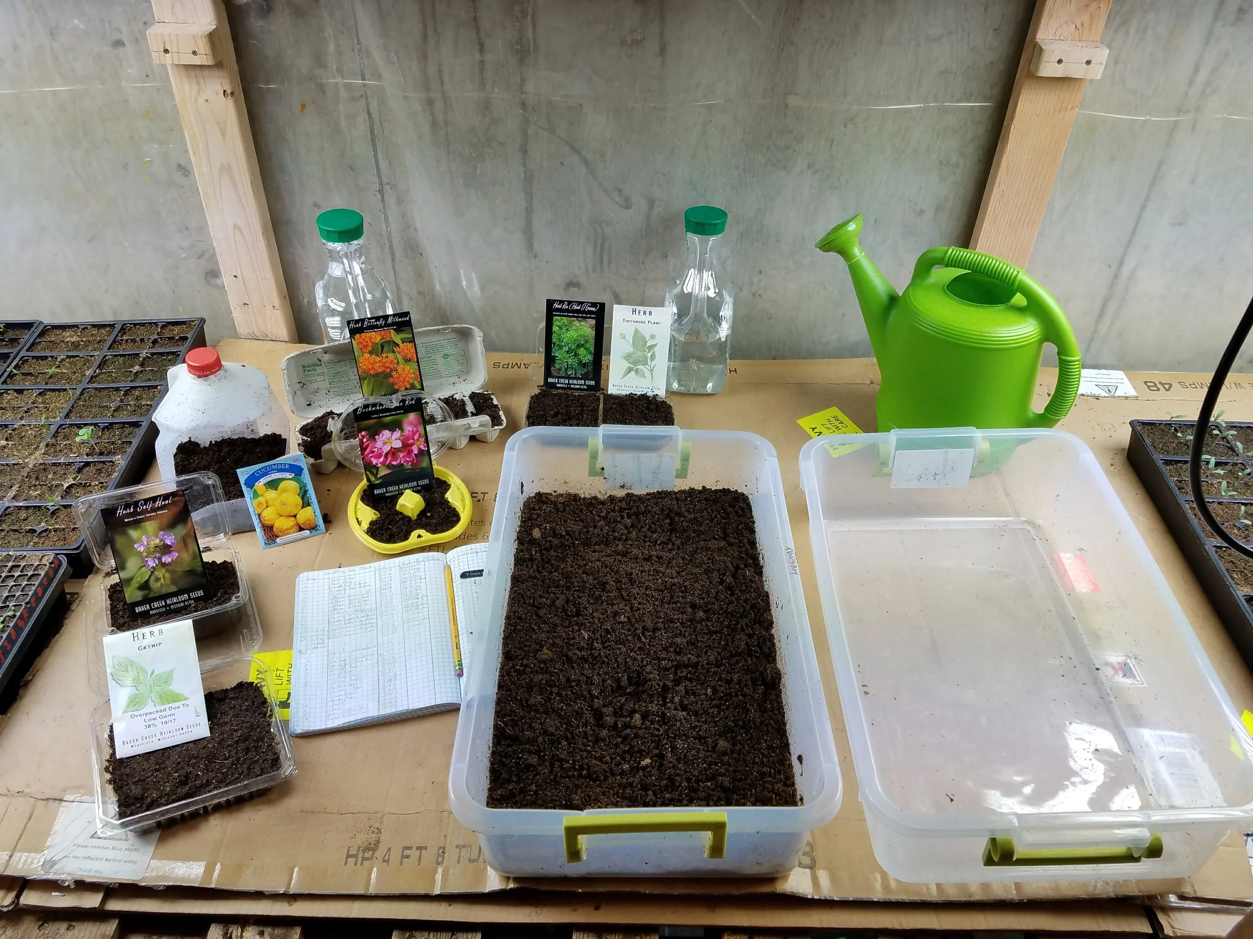 How to Start Tomato Seeds for Strong, Healthy Plants