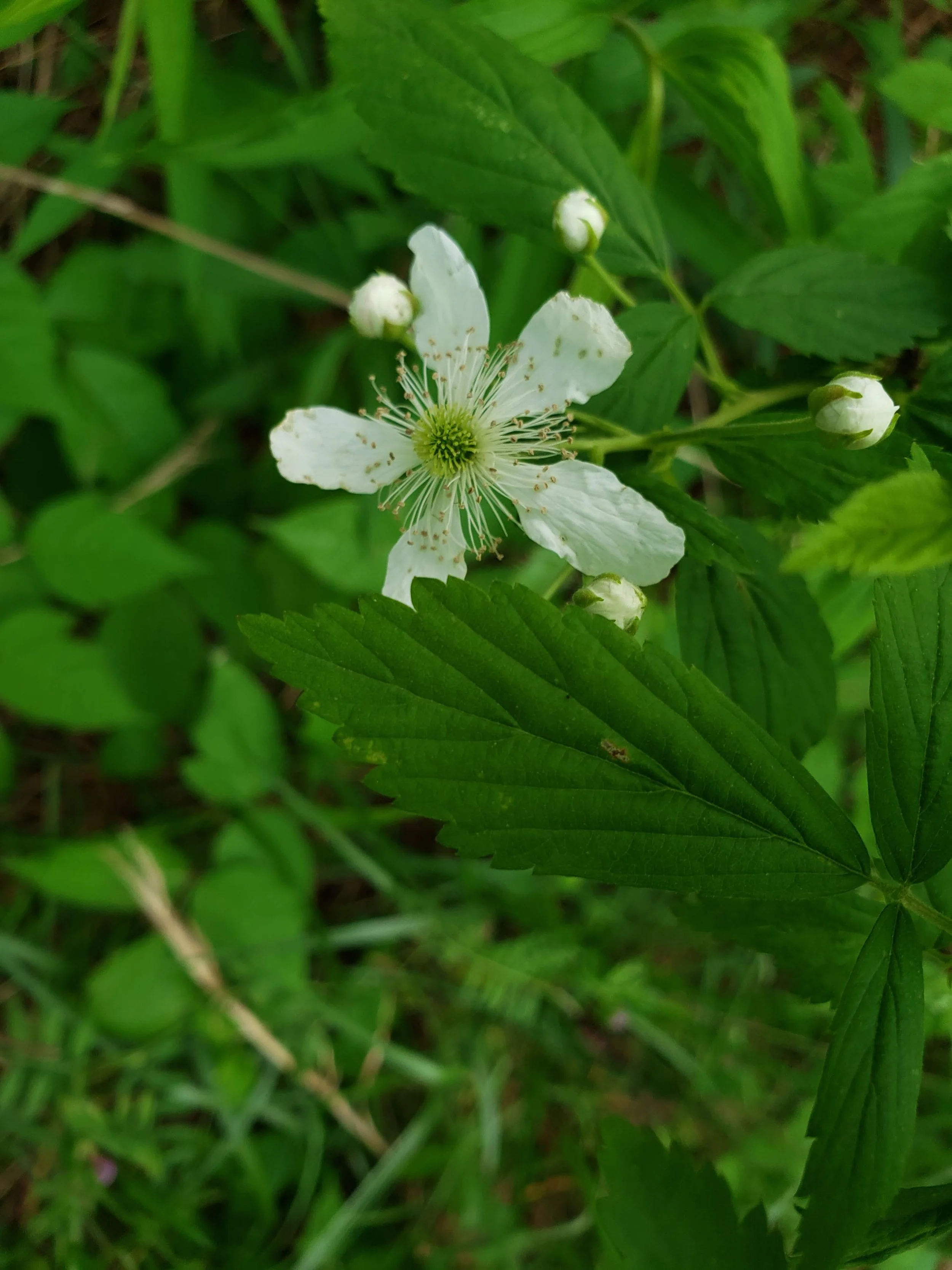 Planting by the Signs