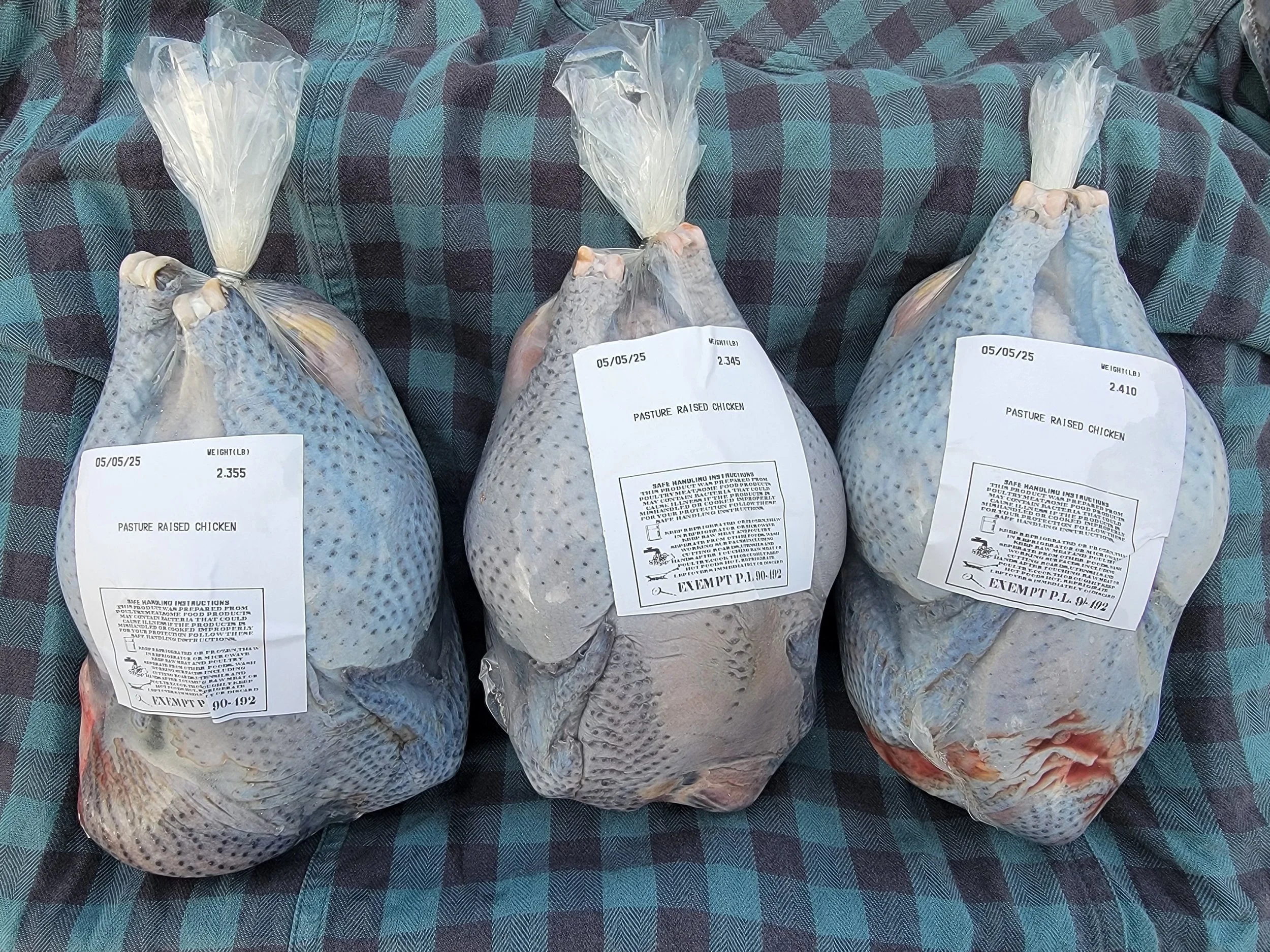 Silkie vs. Supermarket Chicken