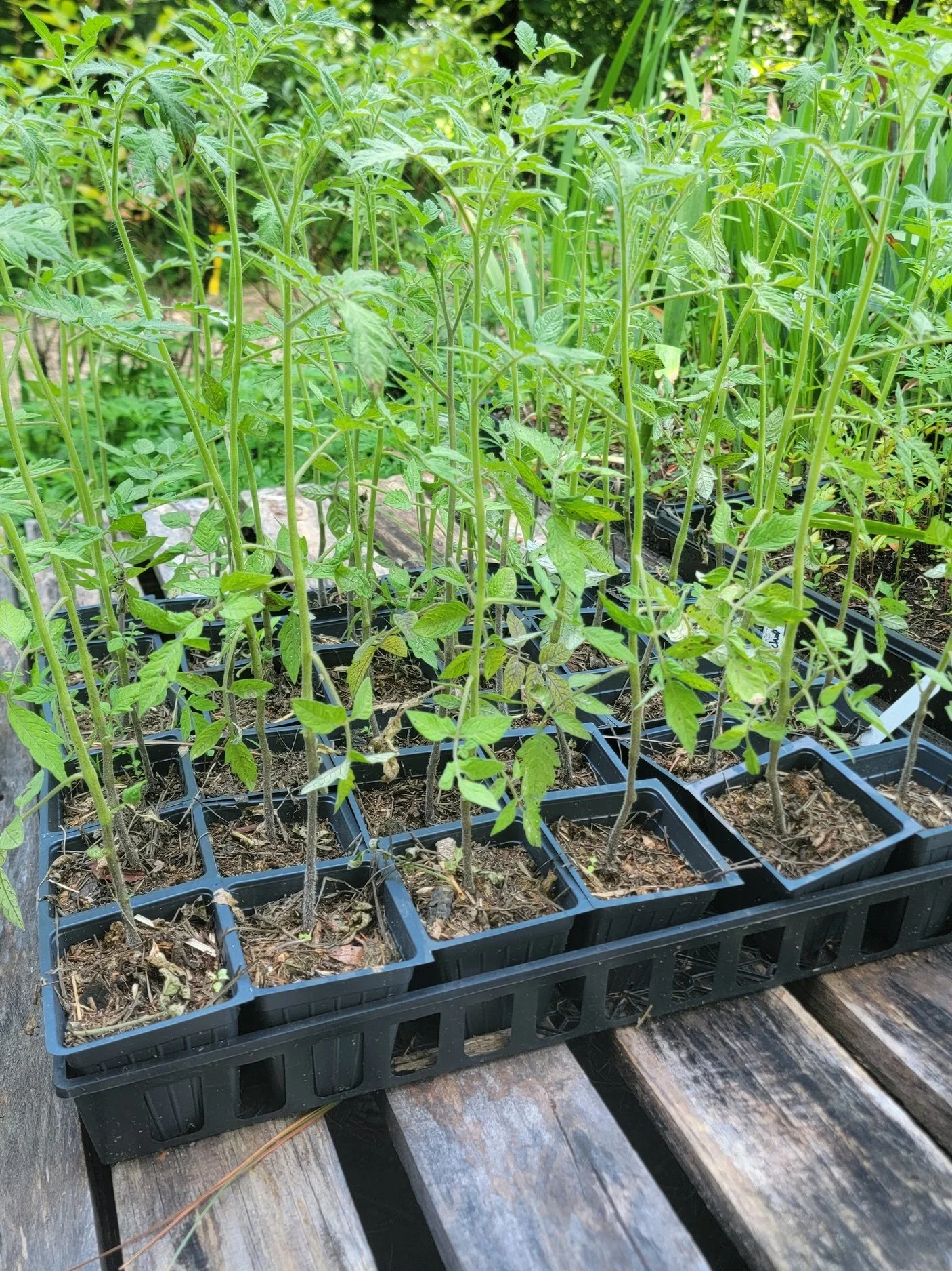 Transplanting Tomatoes and Early Season Care