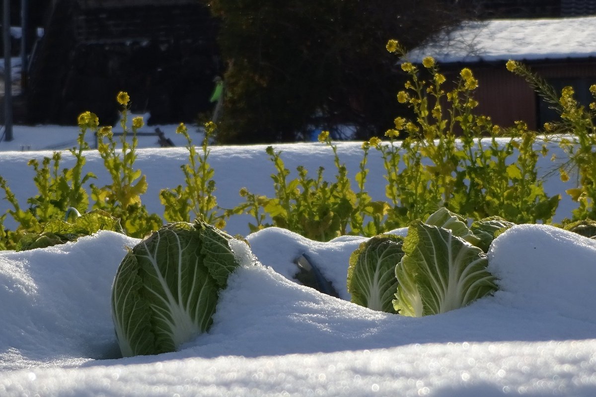 Cold-Sweetening: Cabbage, Beets, Spinach, Kale, Carrots, among other plants are sweetened with a little cold....brrrrr!